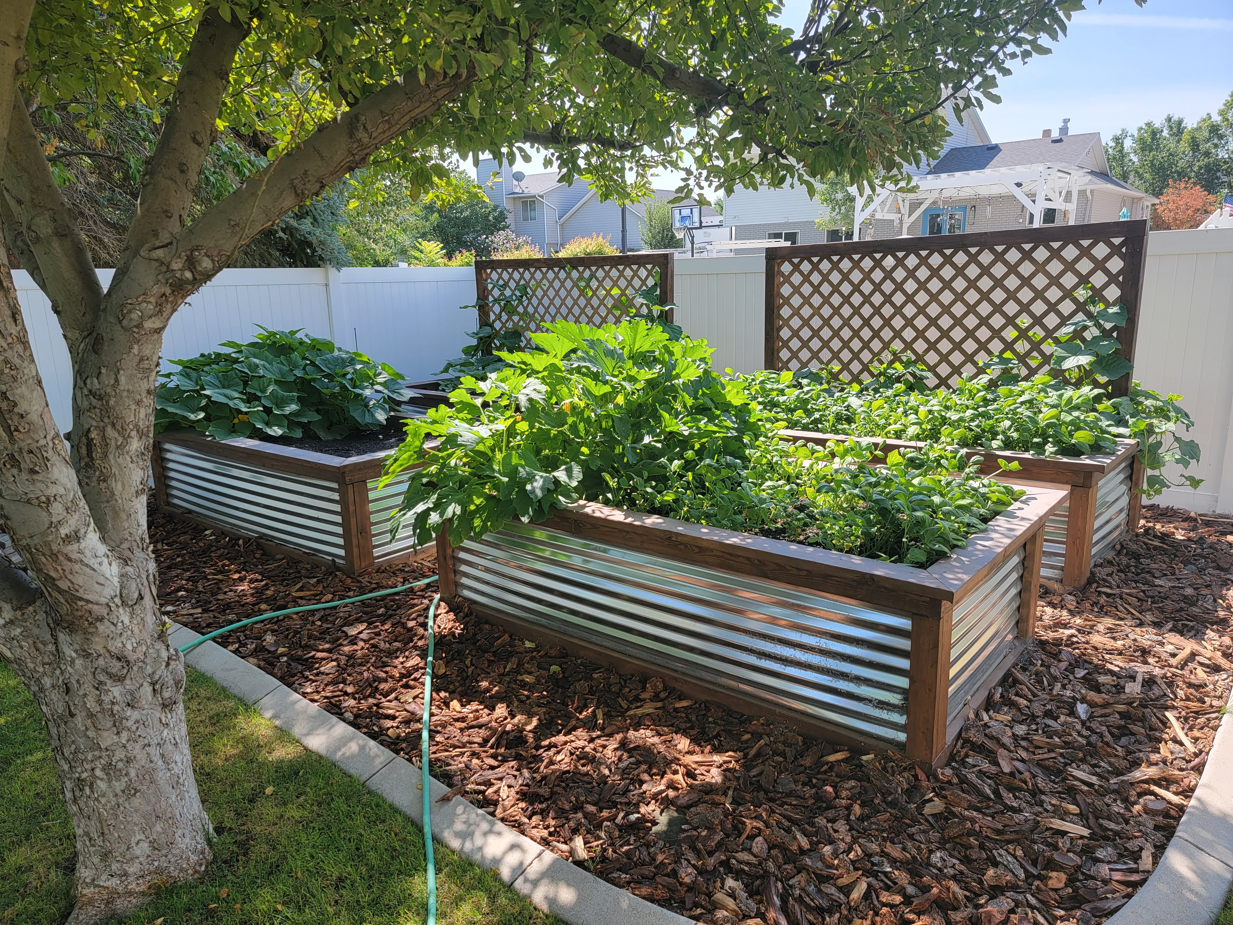 Raised garden beds with corrugated metal and timber